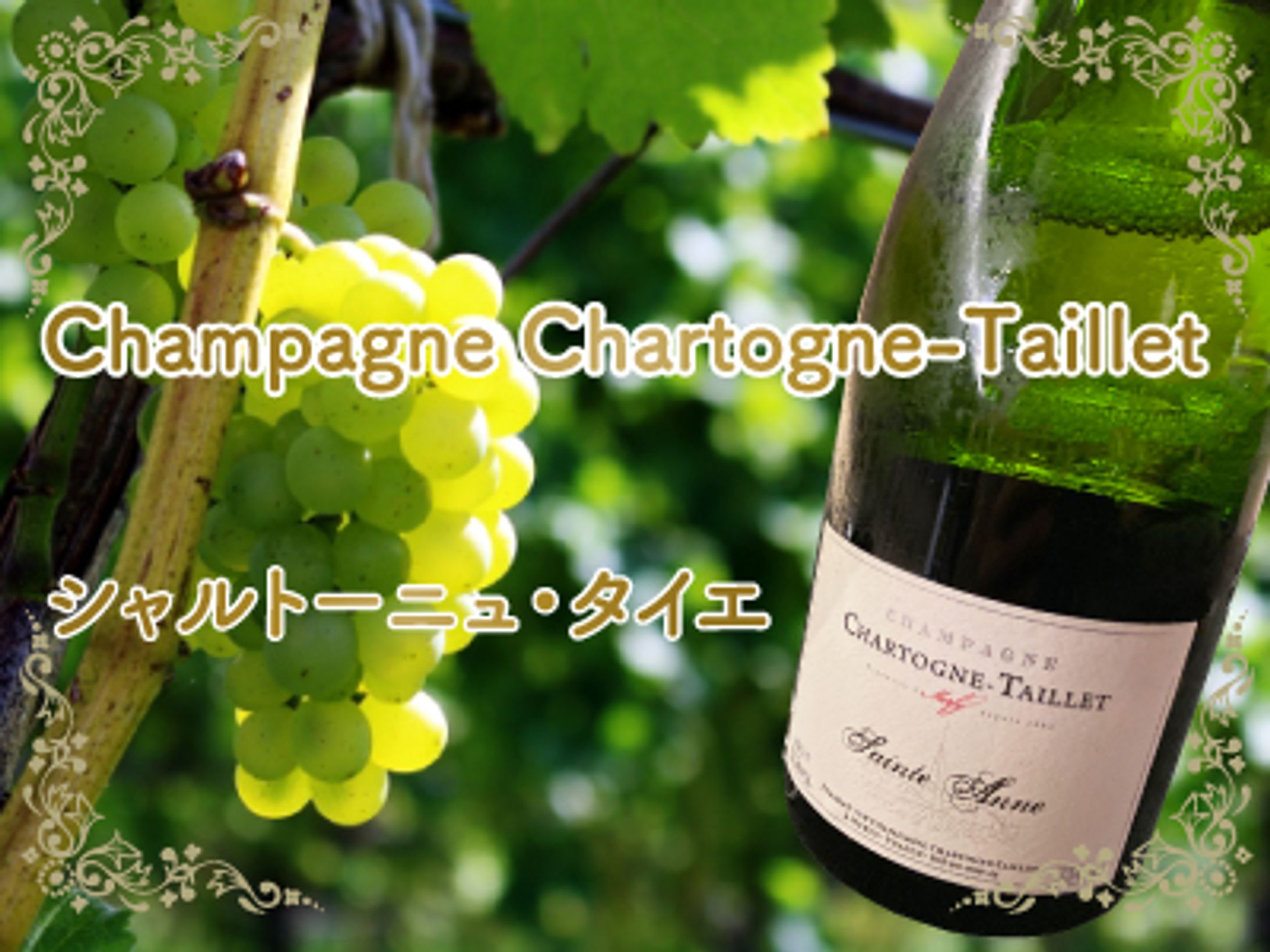 ワインご紹介バナー-1