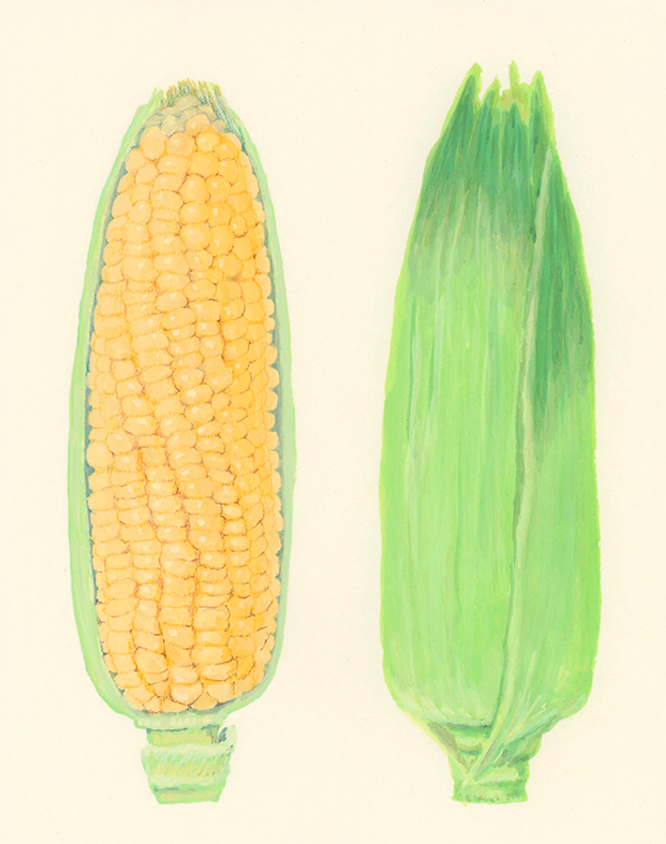 水彩　野菜-1