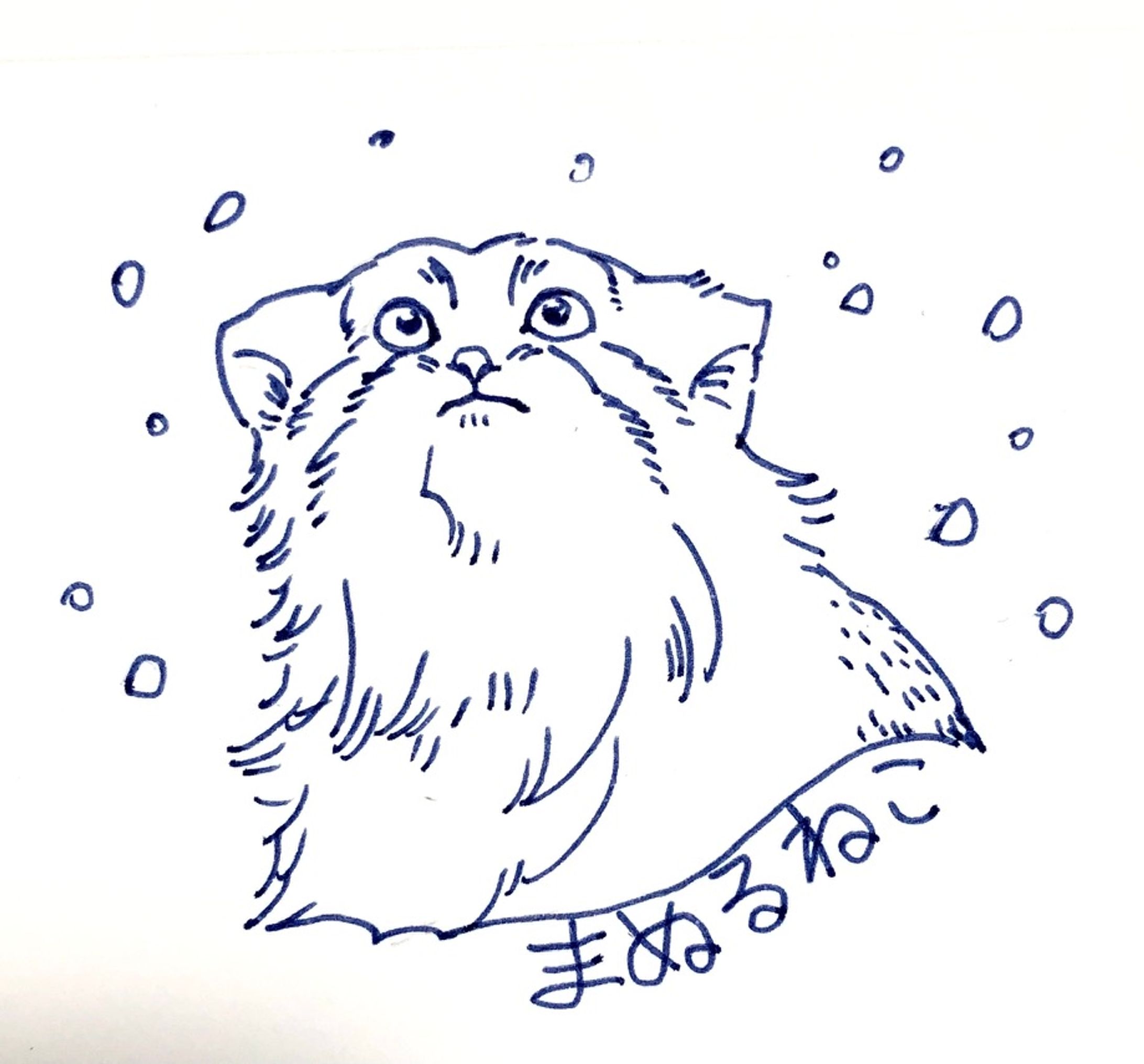 ペン画　マヌルネコ-1