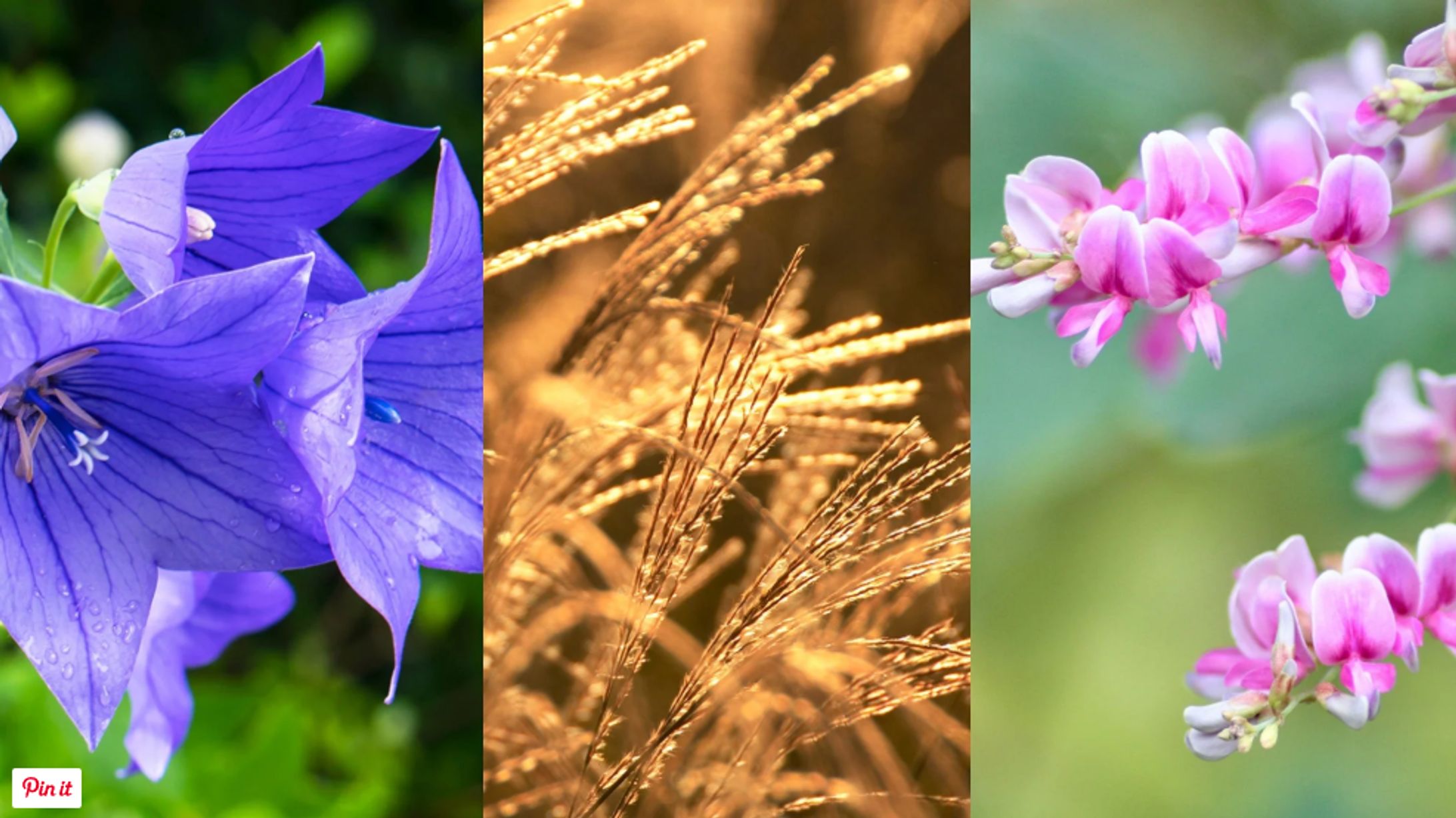 The Seven Flowers of Autumn in Japan-1