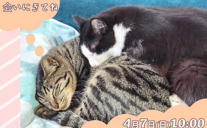 保護猫カフェバナー(架空)