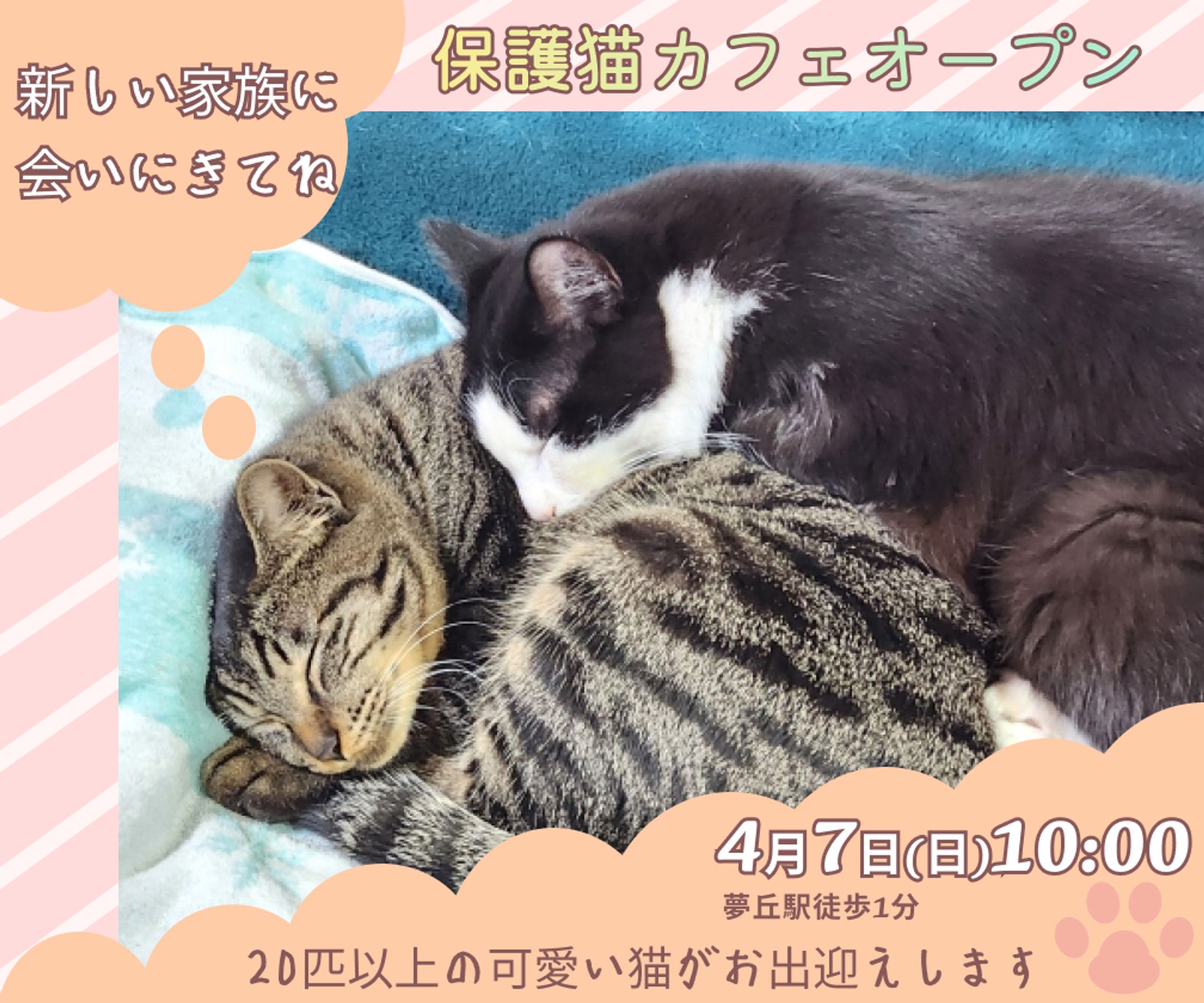 保護猫カフェバナー(架空)-1