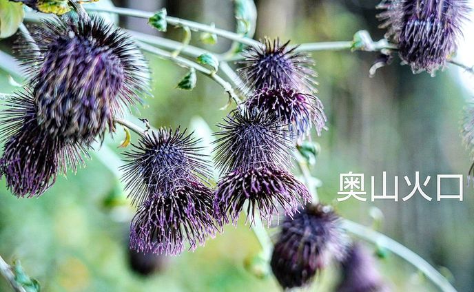 Oyamakubochi　オヤマクボチ　小山火口2023.NovemberOyamakubochi is a type of wildflower that is distributed from lowlands to subalpine zones.The flowering period is from September to November.The flowers are dark purple in appearance and resemble large thistle flowers.While traveling along a certain national highway, I happened to find it growing wild along the route.It was a very lucky event.The roots of this plant are eaten as pickles.オヤマクボチは低地から亜高山帯まで分布するワイルドフラワーの一つ。花期は9月から11月。花の見た目は暗い紫で大きなアザミの花にそっくり。ある国道を移動していて、その沿線沿いに自生しているのを偶然見つけて、とてもラッキーな出来事だった。この植物の根は漬け物として食用されている。