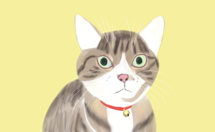 221222ねこ