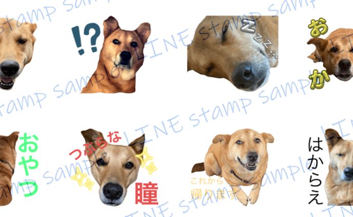 LINEスタンプ（愛犬ぎんときVer.1）
