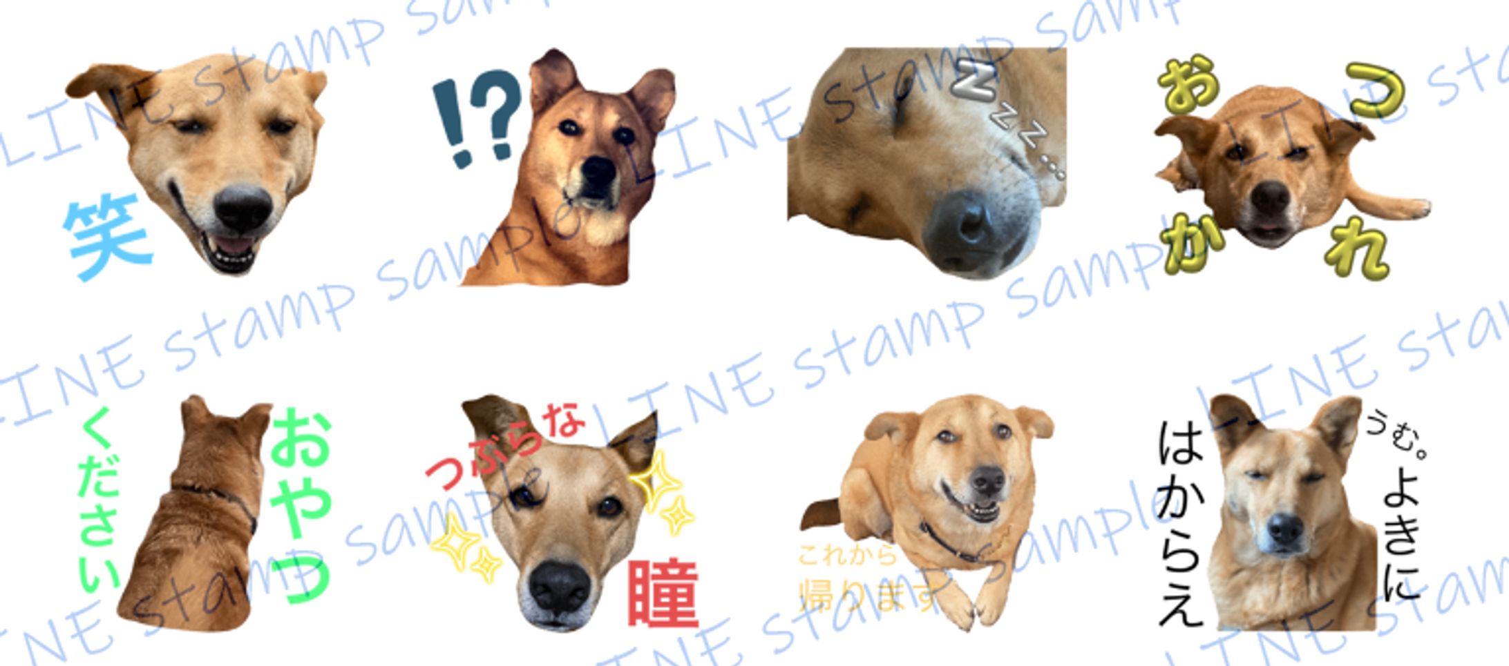 LINEスタンプ（愛犬ぎんときVer.1）-1