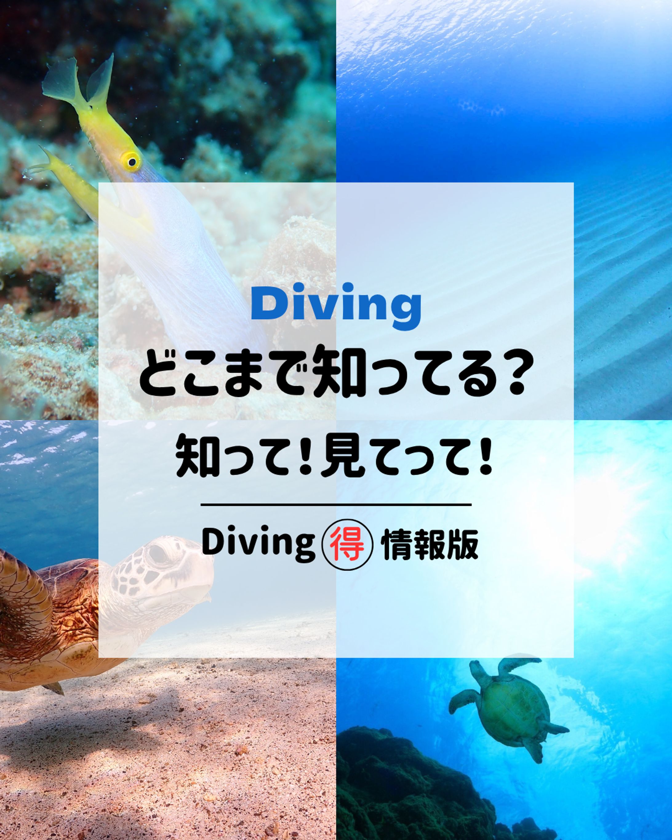 ダイビングアカウント紹介投稿-1