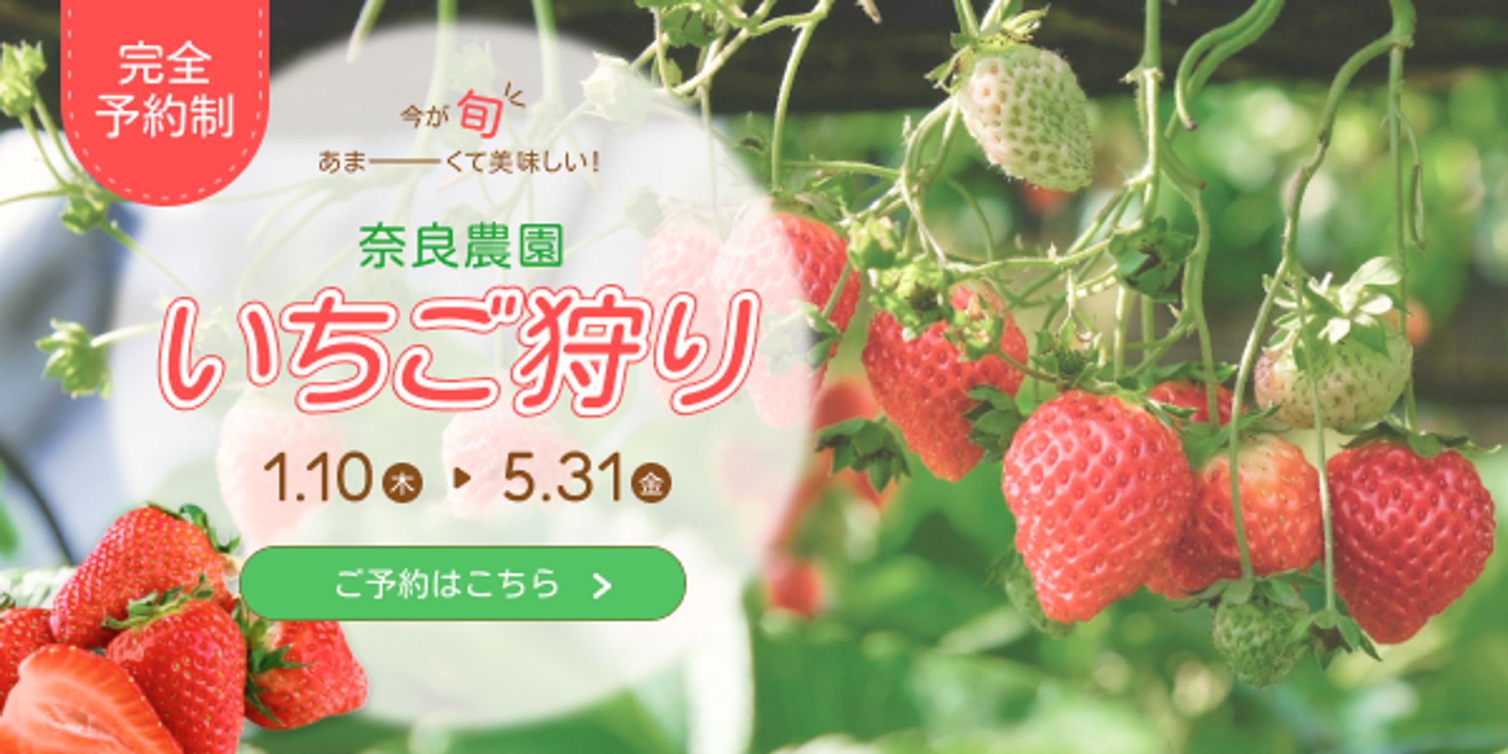 いちご狩りバナー-1