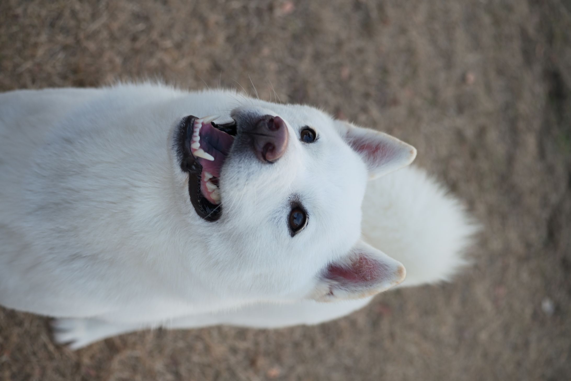 北海道犬(トイ君)-1