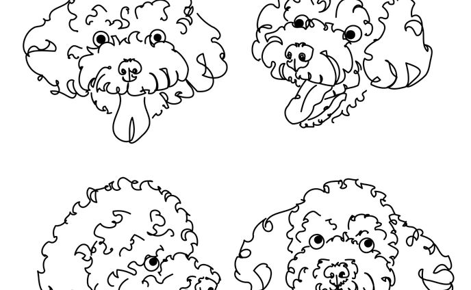 Toy poodle