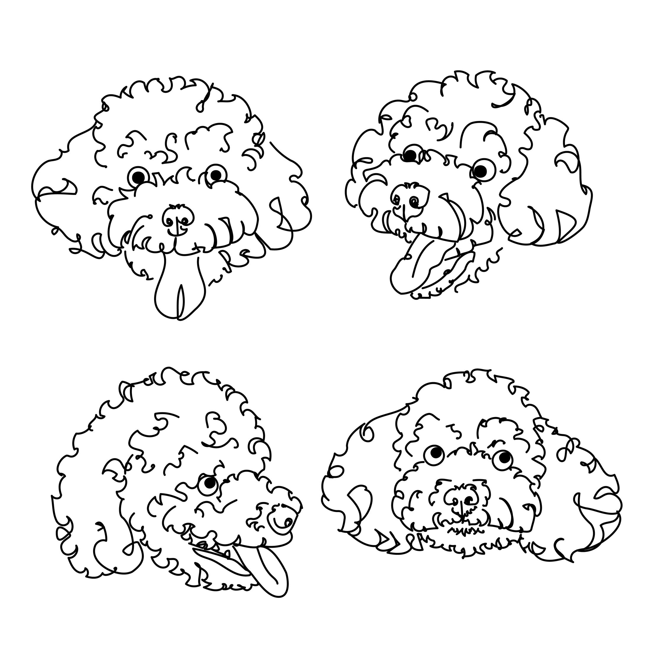 Toy poodle-1