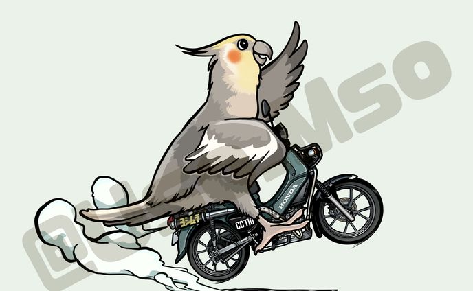 クロスカブとオカメインコ