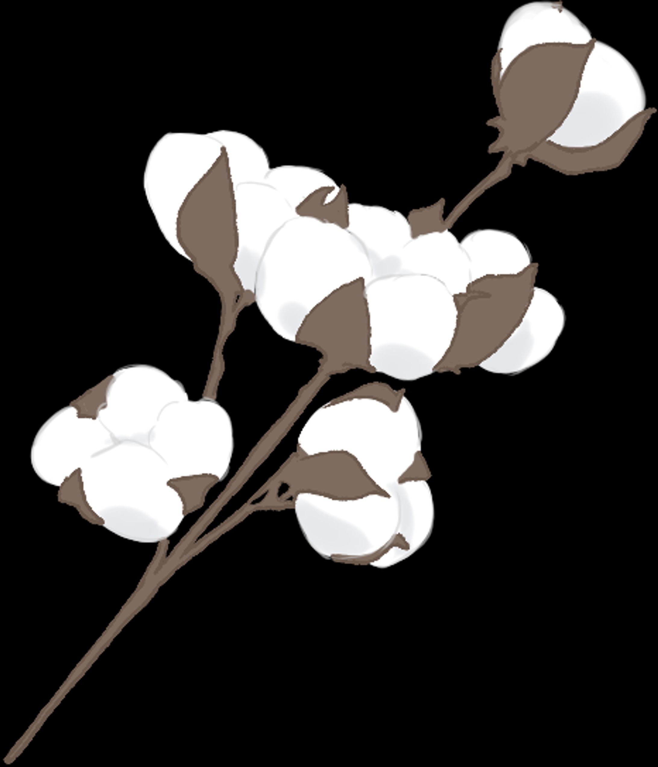 植物-1