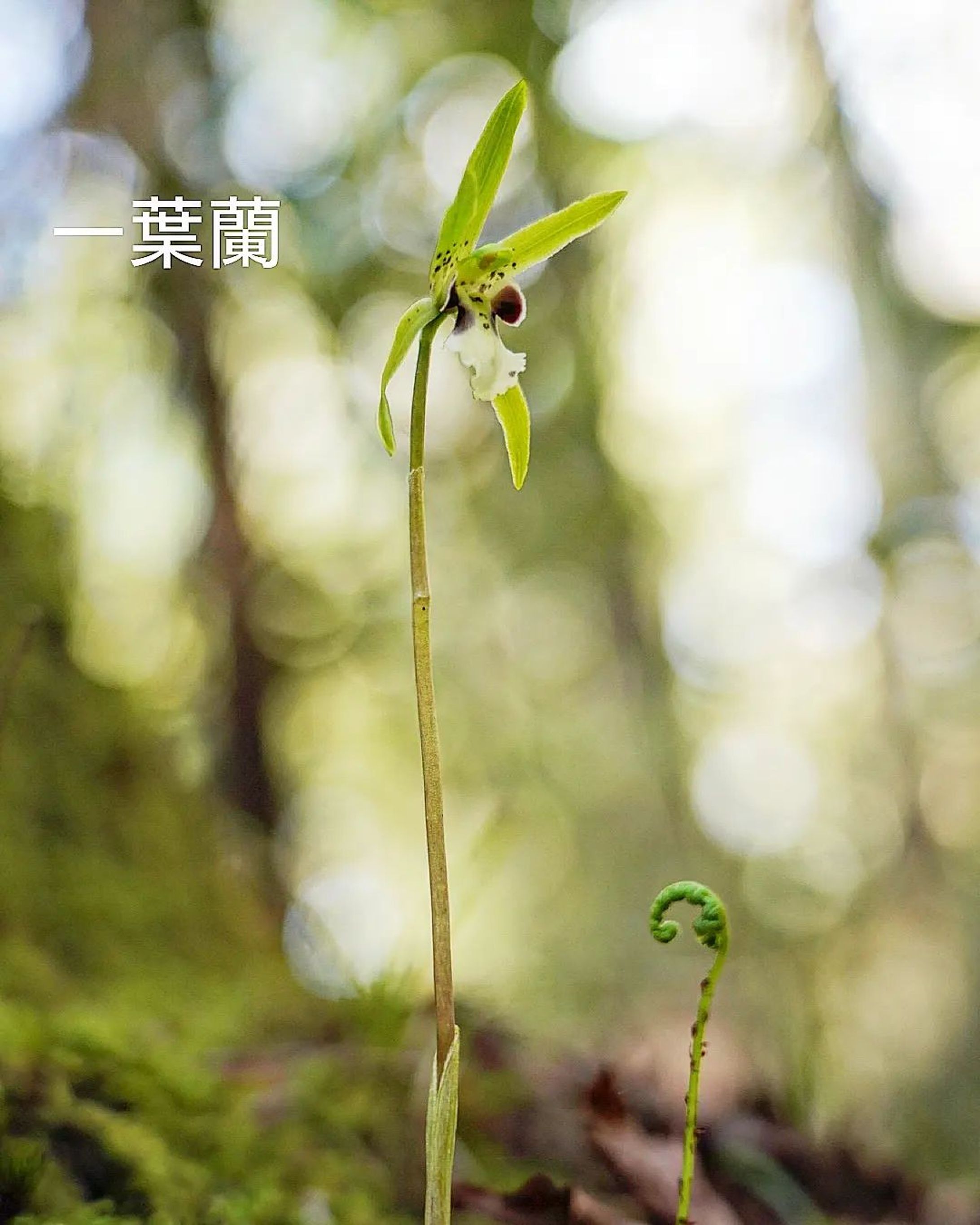 一葉蘭
ichiyouran
2023.May

#blumen
#hsp気質
#hsp
#special_friend___
#team_jp_flower
#flowerstagram
#instaflowers
#flowergram
#loves_united_flora ある風景
#花写真
#ザ花部
#quintaflower
#fleurs
#superb_flowers
#花のある暮らし
#flowers_moody
#花好きな人と繋がりたい
#花が好き
#花フレンド
#phx_flower
#everyones_photo_club
#loves_united_flora-1