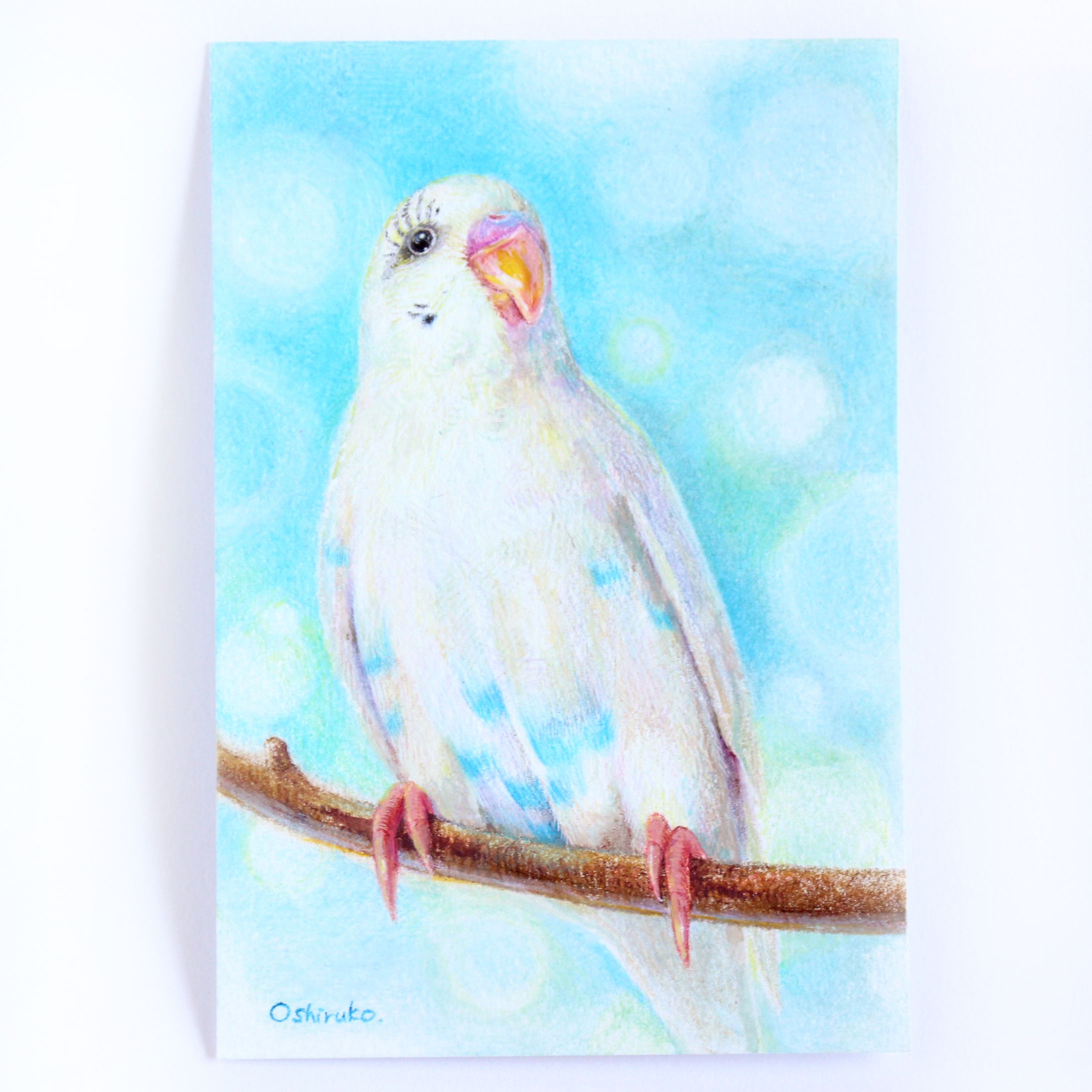 セキセイインコのソラくん｜色鉛筆イラスト-1