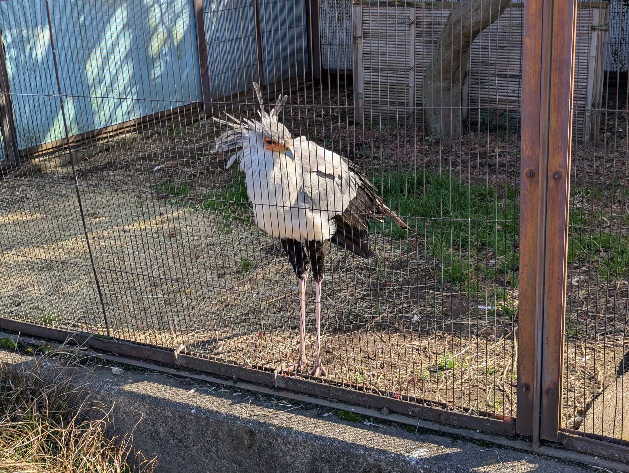 Secretary Bird-1