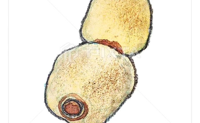 ⁡■【秋冬のお野菜】
＼蓮根です／
⁡⁡
⁡⁡
⁡素材イラストとしてPIXTAさまにて販売中〜⁡
⁡よろしくお願いします⁡⁡🙇🏻‍♀️‪‪´-
⁡⁡⁡
https://pixta.jp/illustration/85684706
⁡⁡⁡
⁡⁡┈┈┈┈┈┈┈┈┈┈⁡
⁡酢の物や炒め物でシャキシャキシャキいただくのも好きですが、⁡
⁡おなかが弱ってる時に⁡は特に、
⁡『レンコンのすり流し』⁡
⁡ていう食べ方も大好きです。⁡⁡⁡
⁡
私の作り方↓⁡
温めた⁡⁡だし汁におろし金でなどですったレンコンを流し入れ、お好みでちょっぴり塩かお醤油を入れて、刻み生姜を載せていただきます。⁡
⁡温まります♨⁡
⁡⁡
⁡
⁡
⁡#素材イラスト #pixta #れんこん #lotusroot #watercolors #水彩色鉛筆 #illustration #イラスト #クライアントさんと繋がりたい #挿絵 #出版社さんと繋がりたい  #食べ物イラスト #野菜イラスト #雑誌のお仕事をしたいです #飲食店さんを応援したい #書籍のお仕事をしたい