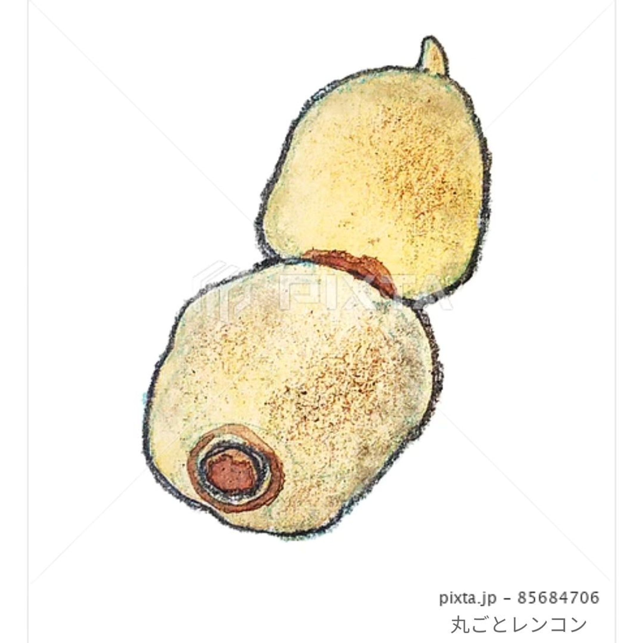 ⁡■【秋冬のお野菜】
＼蓮根です／
⁡⁡
⁡⁡
⁡素材イラストとしてPIXTAさまにて販売中〜⁡
⁡よろしくお願いします⁡⁡🙇🏻‍♀️‪‪´-
⁡⁡⁡
https://pixta.jp/illustration/85684706
⁡⁡⁡
⁡⁡┈┈┈┈┈┈┈┈┈┈⁡
⁡酢の物や炒め物でシャキシャキシャキいただくのも好きですが、⁡
⁡おなかが弱ってる時に⁡は特に、
⁡『レンコンのすり流し』⁡
⁡ていう食べ方も大好きです。⁡⁡⁡
⁡
私の作り方↓⁡
温めた⁡⁡だし汁におろし金でなどですったレンコンを流し入れ、お好みでちょっぴり塩かお醤油を入れて、刻み生姜を載せていただきます。⁡
⁡温まります♨⁡
⁡⁡
⁡
⁡
⁡#素材イラスト #pixta #れんこん #lotusroot #watercolors #水彩色鉛筆 #illustration #イラスト #クライアントさんと繋がりたい #挿絵 #出版社さんと繋がりたい  #食べ物イラスト #野菜イラスト #雑誌のお仕事をしたいです #飲食店さんを応援したい #書籍のお仕事をしたい-1