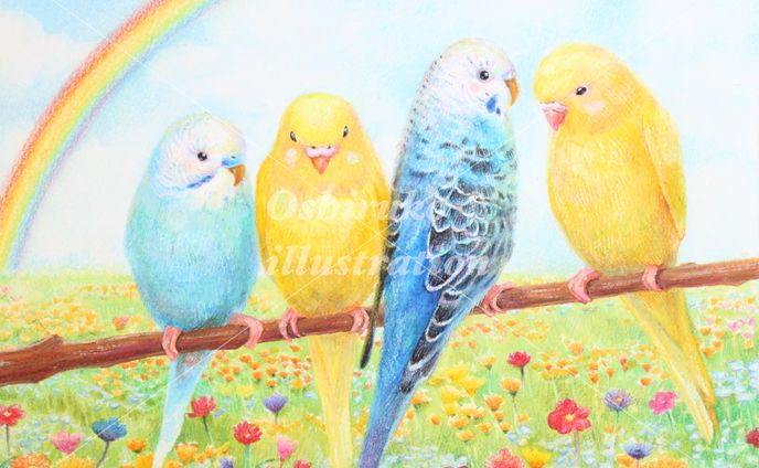 インコのにのちゃんたち｜色鉛筆イラスト