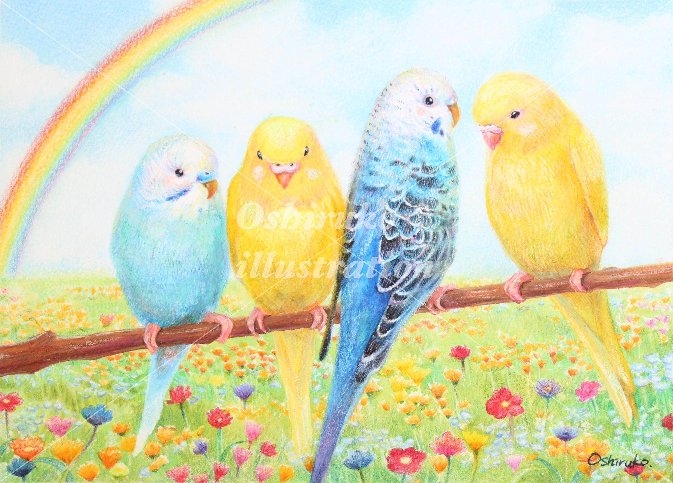 インコのにのちゃんたち｜色鉛筆イラスト-1