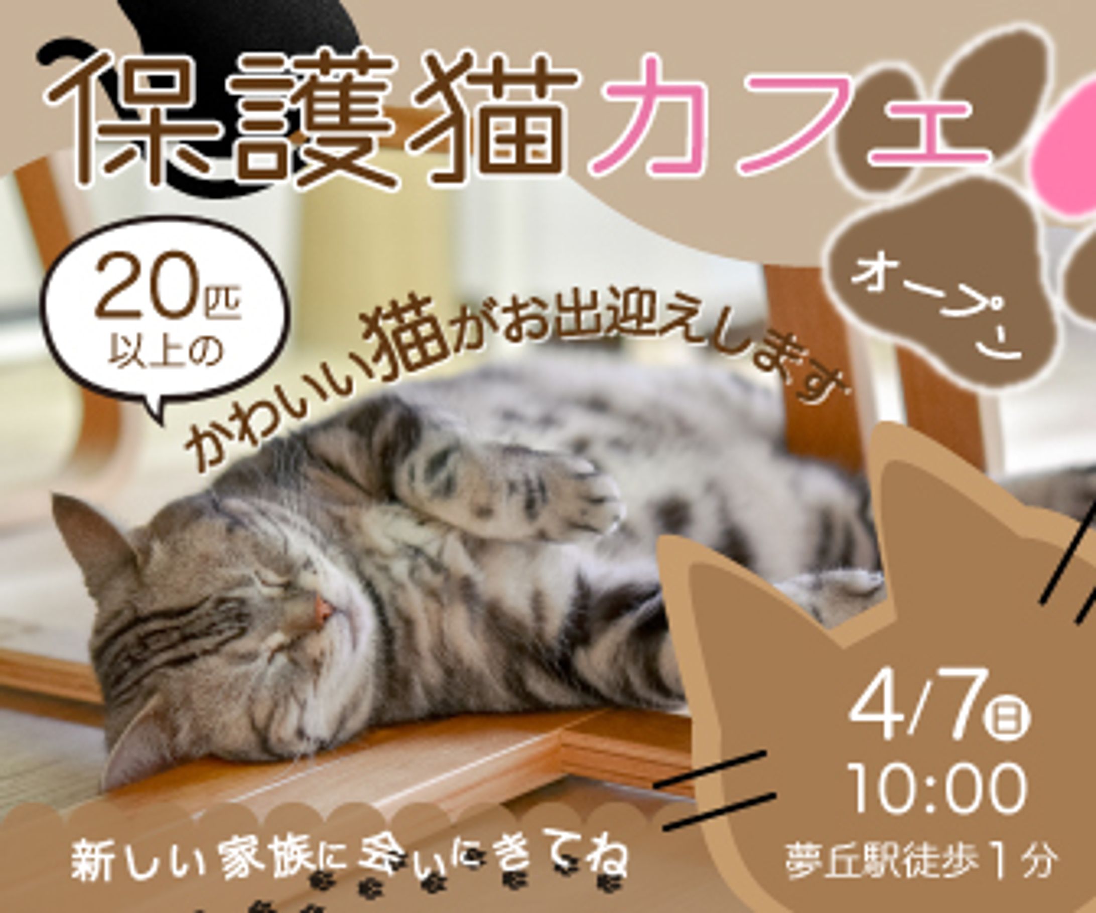 バナー/保護猫カフェオープン-1
