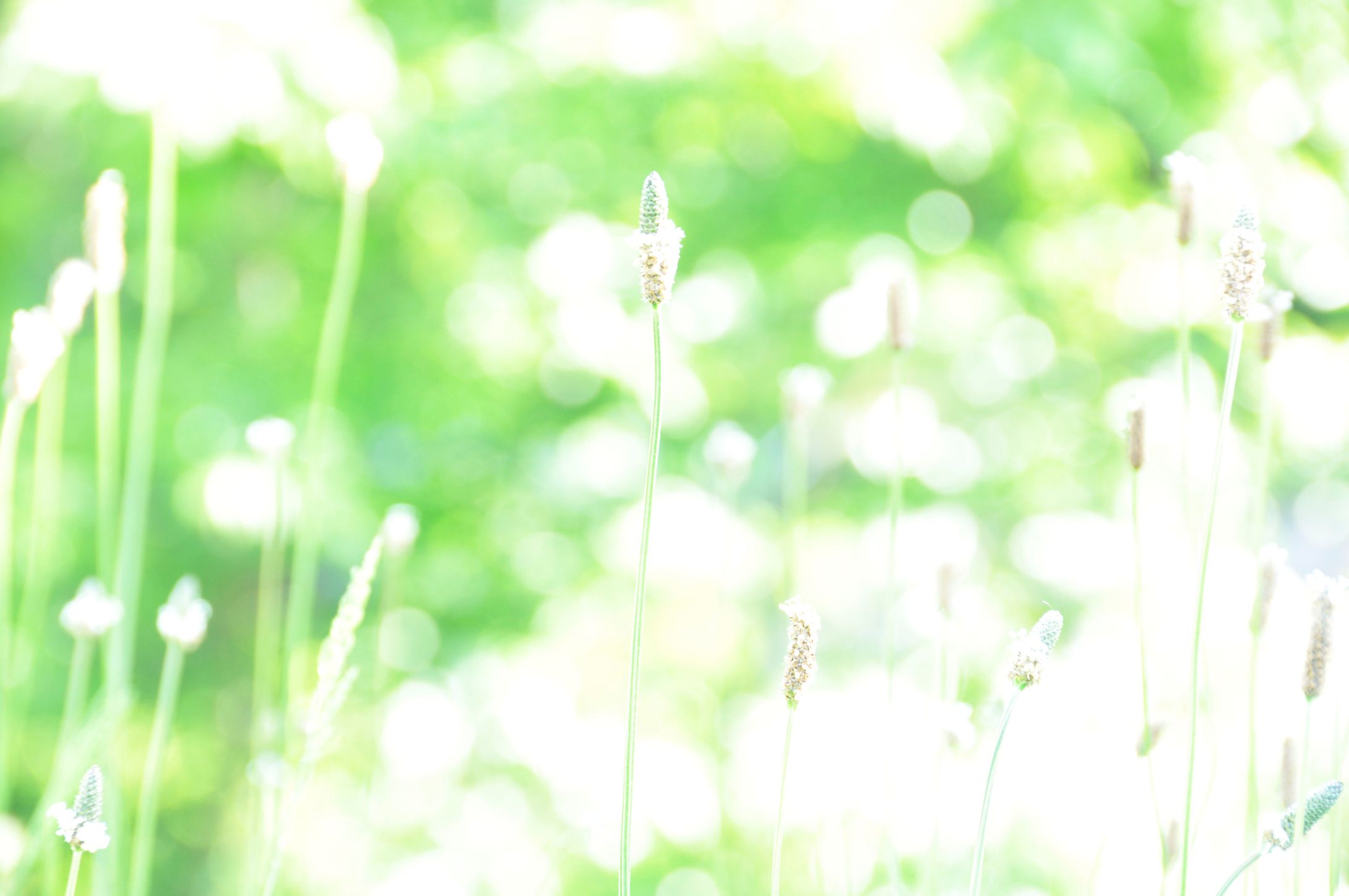 植物-1