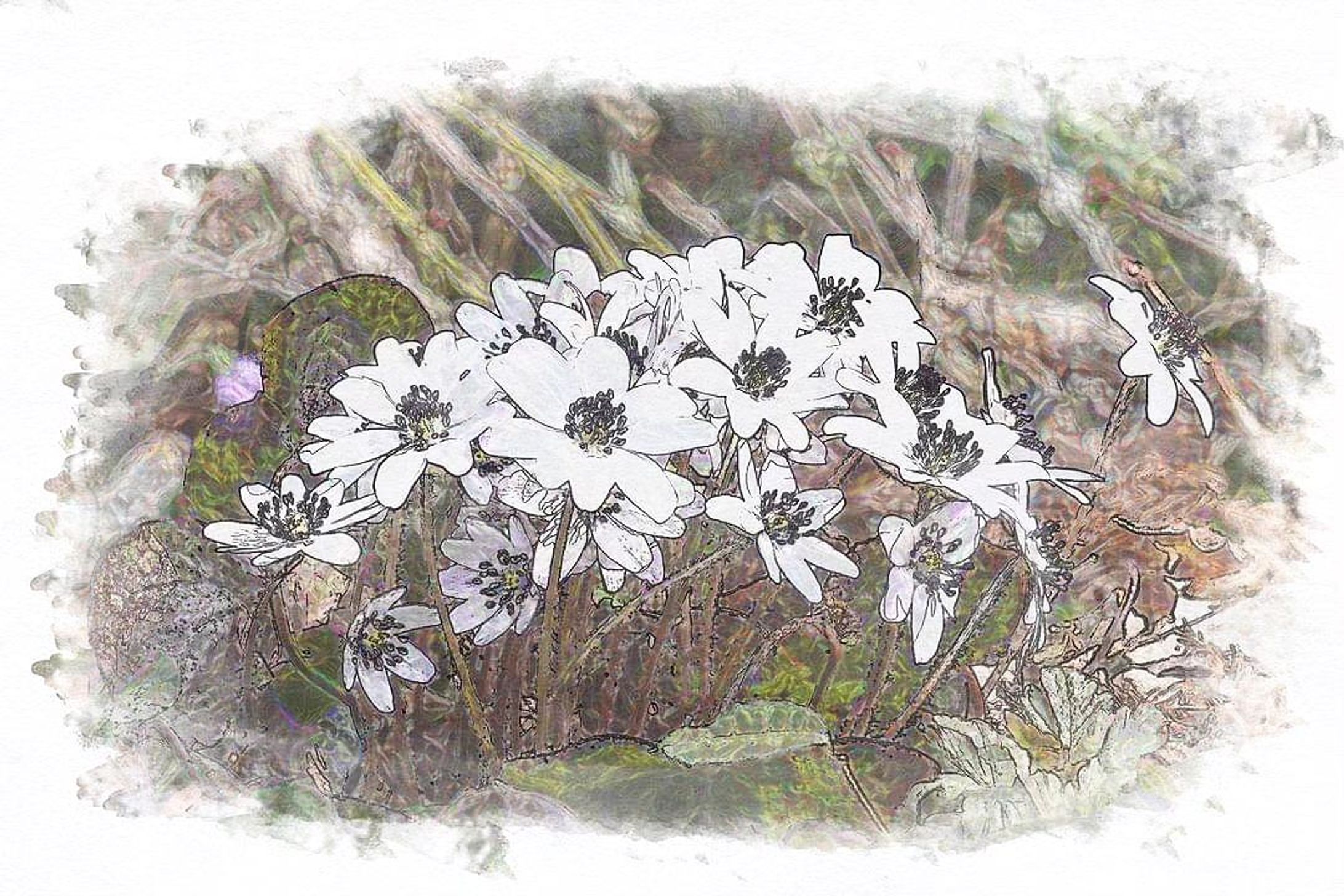オオミスミソウ
O-misumisou
edited by using photoshop

#team_jp_flower
#flowerpic #flowermagic #flowerpassion #flowerpower #flowerbeauty #gardenflowers #flowerphotography #flowerphoto #flowerlife #flowerlove #flowerloversdaily #flowerlovers #naturephotography #naturepic #nature_perfection #nature_obsession #nature_brilliance #natureshots #kokohana
#flowers_super_pics #flowers_nirvana #山野草 #flower_daily #flower_shotz #flower_igers #flower_perfection
#nb_nature_brilliance
#花フレンド-1