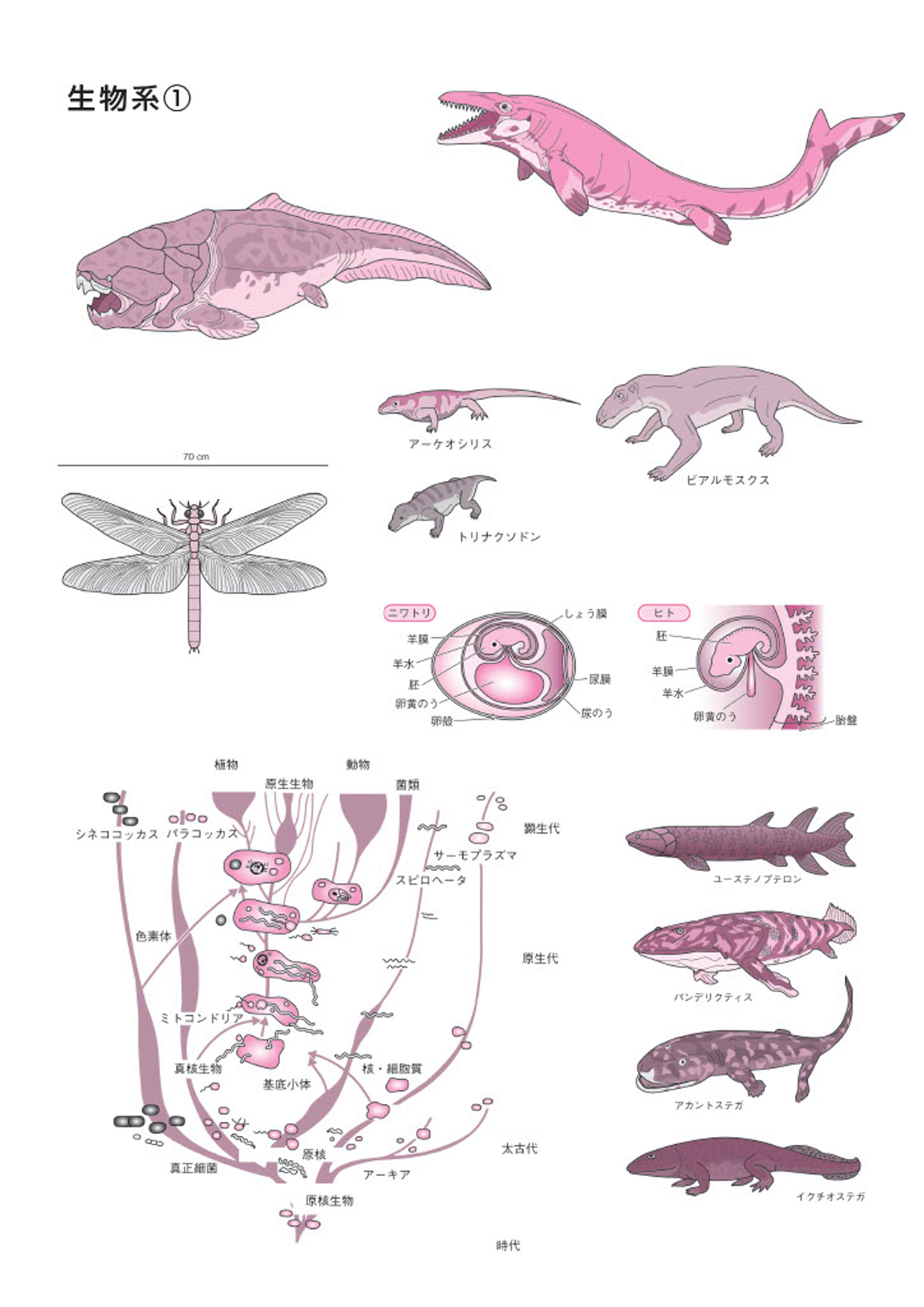 生物　イラスト-1
