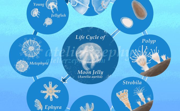 ミズクラゲの生活史　2022 / Life Cycle of Moon Jelly 2022