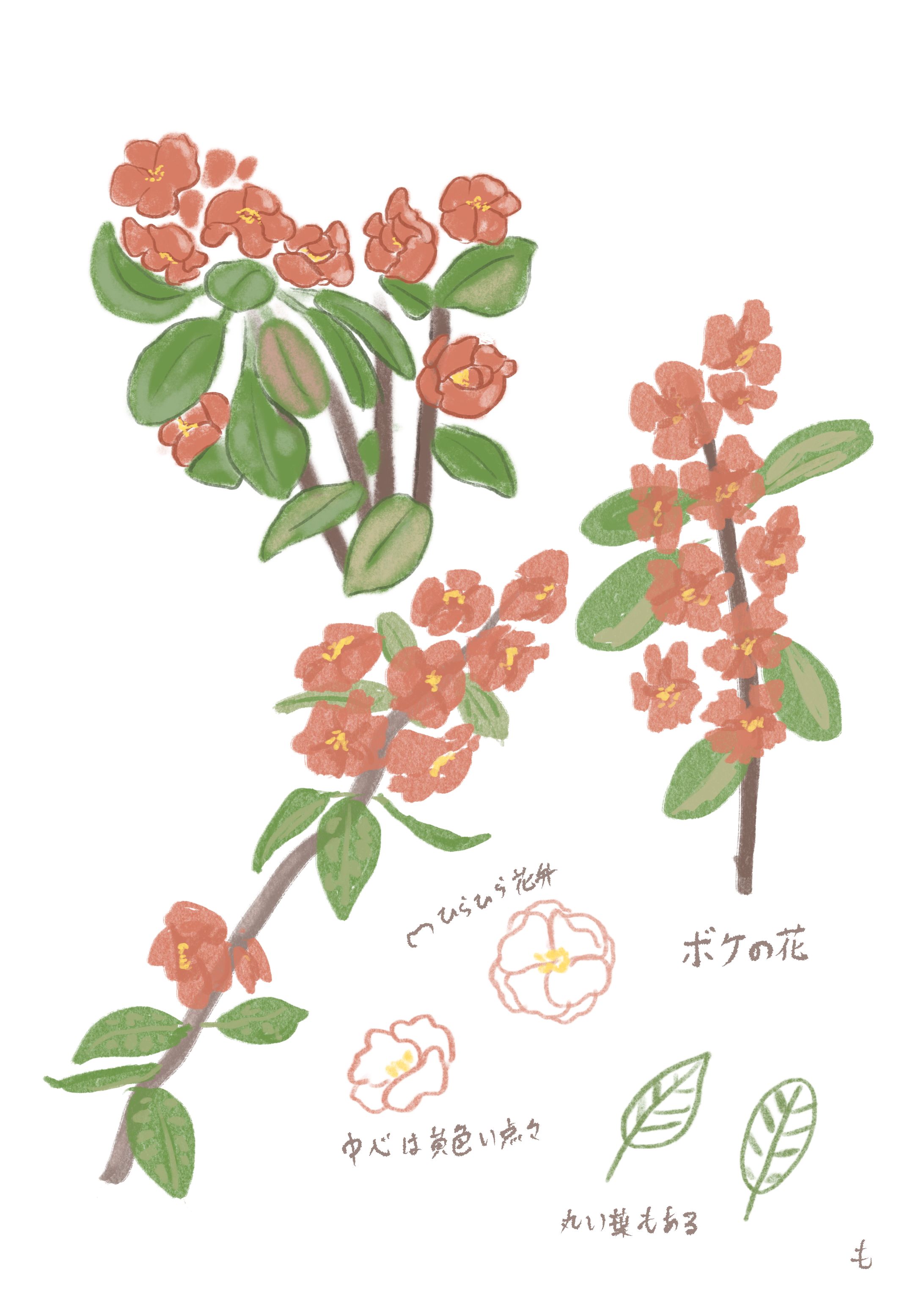 花のスケッチ-1