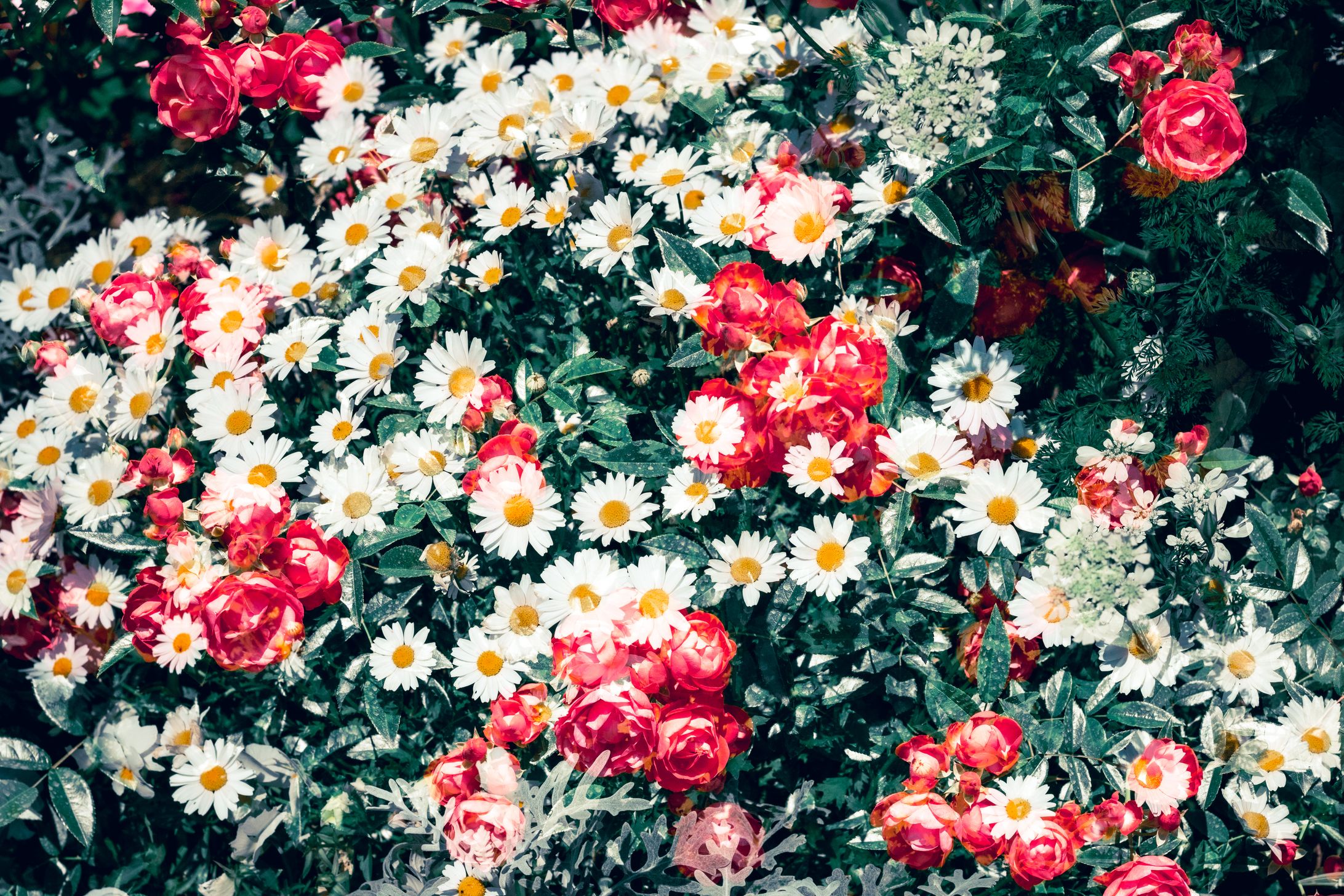 Spring Roses in 2023-1