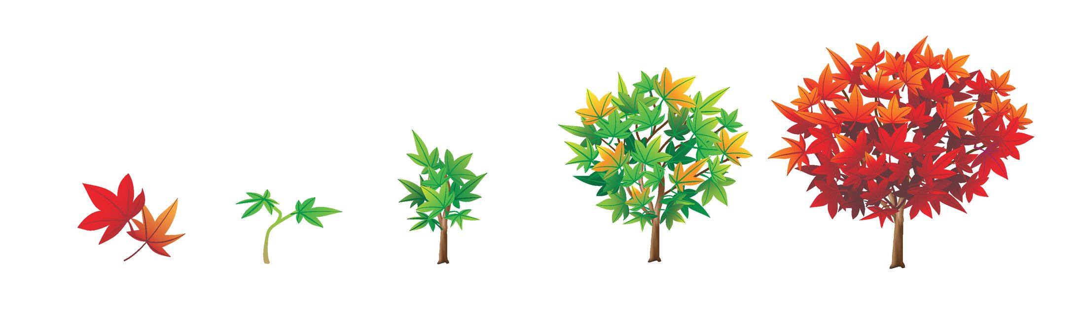 紅葉の木-1