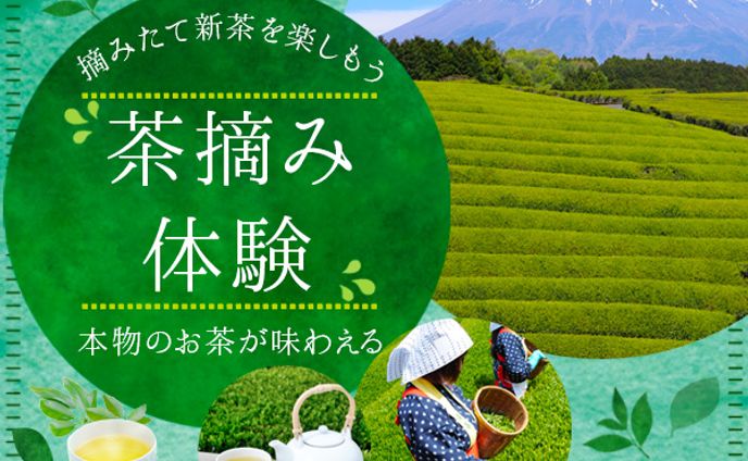 バナー：茶摘み体験