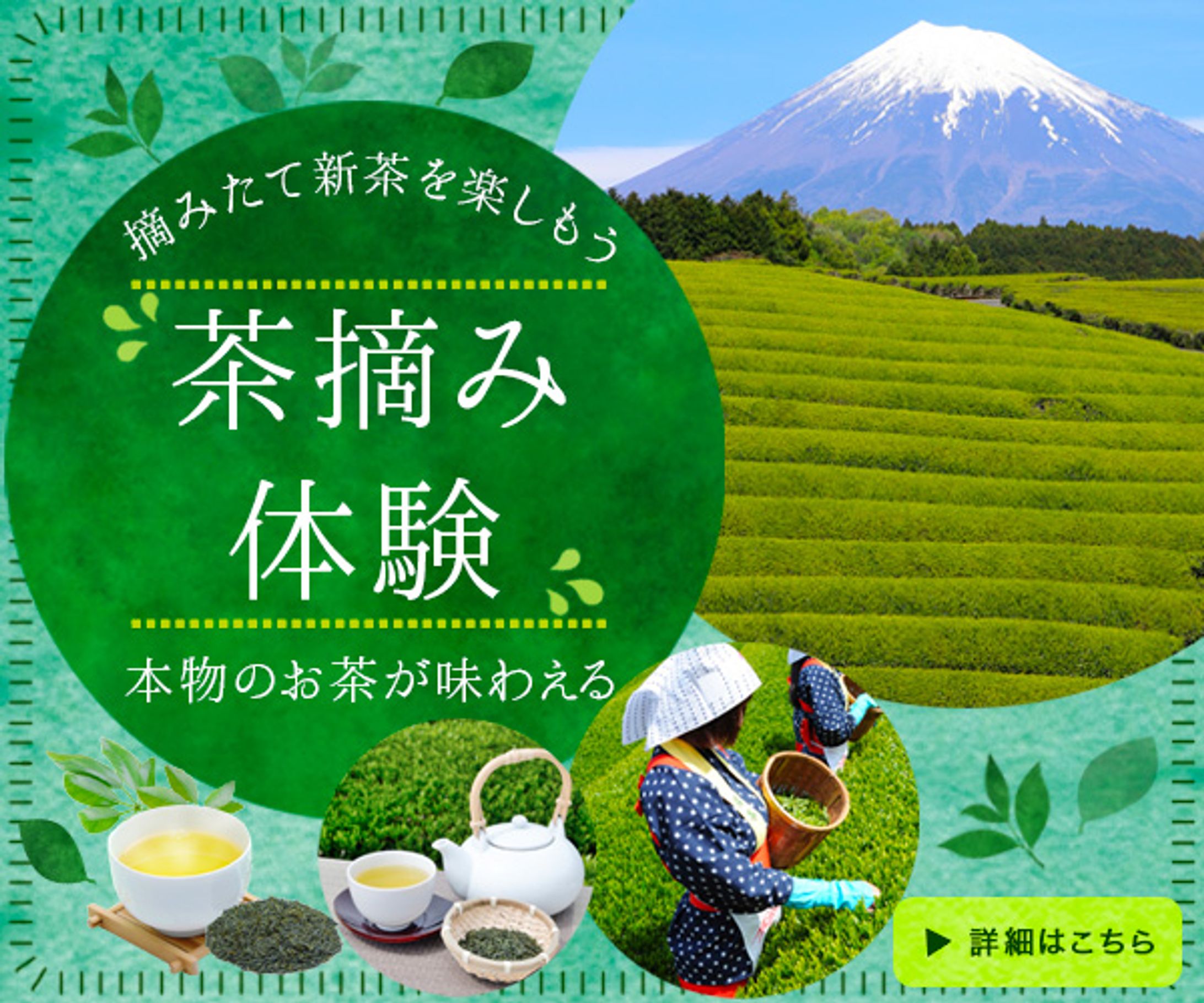 バナー：茶摘み体験-1