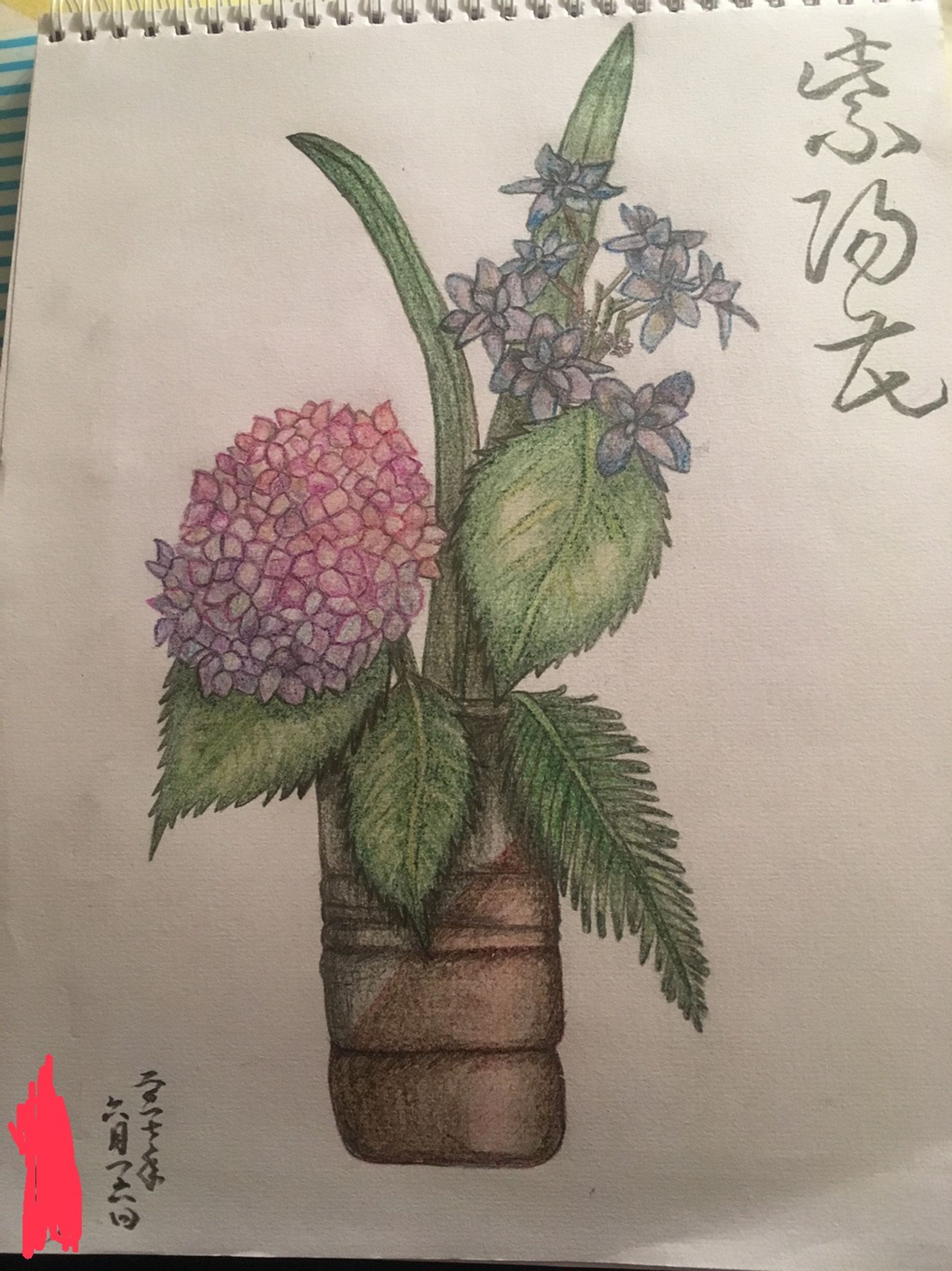 アジサイ　色鉛筆-1