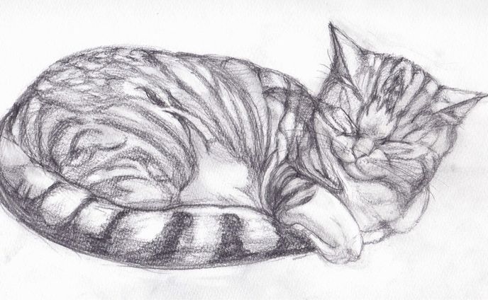 猫の模写