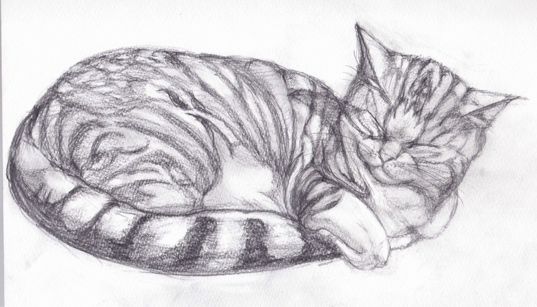 猫の模写-1
