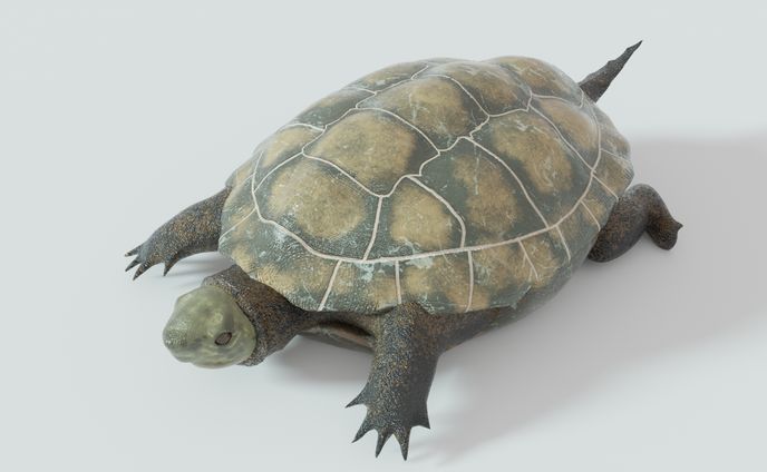 亀-3Dモデル