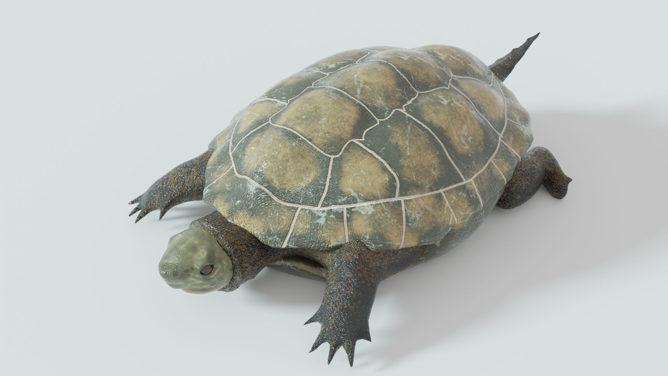 亀-3Dモデル-1