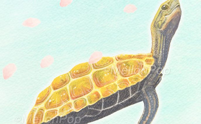 春風とニホンイシガメ