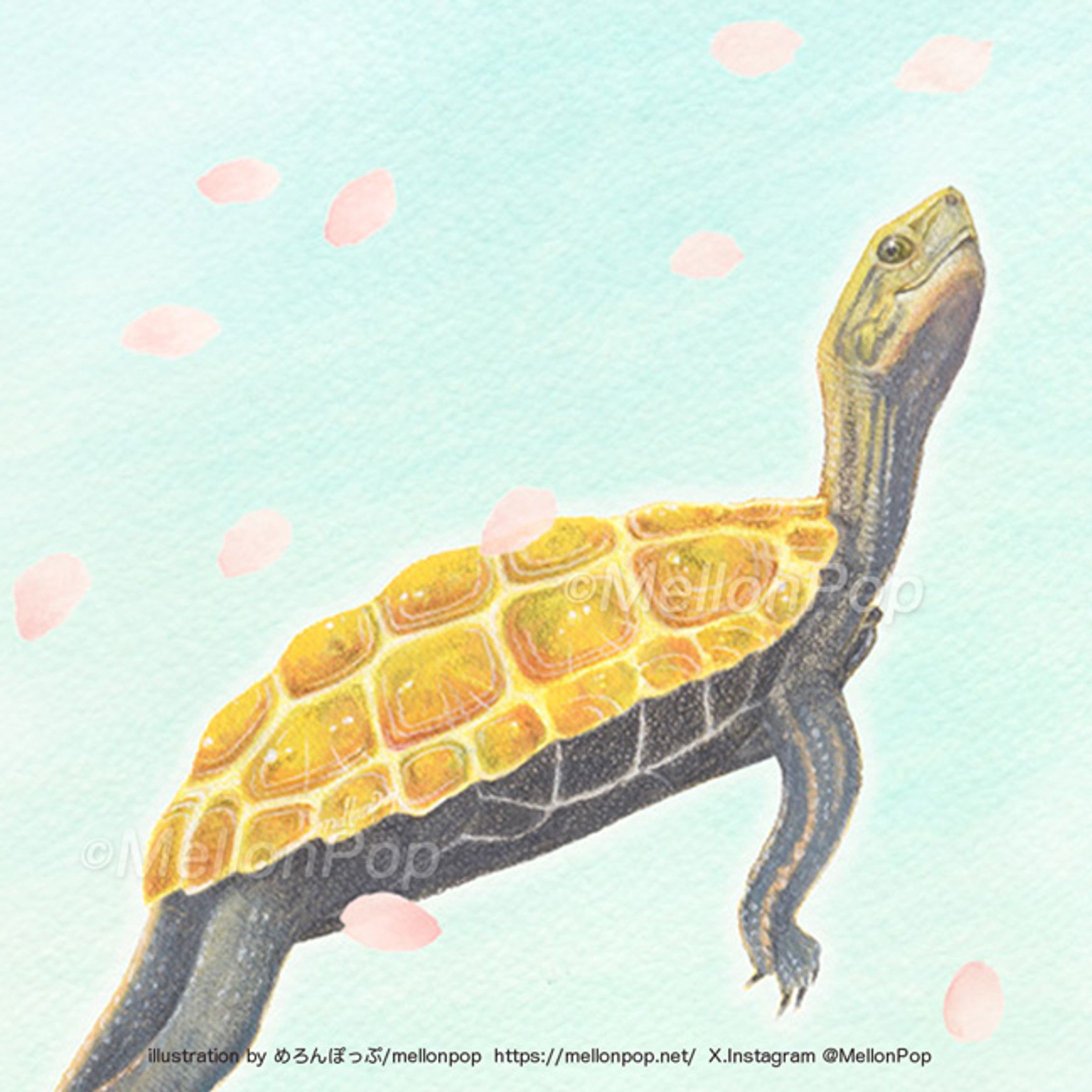 春風とニホンイシガメ-1