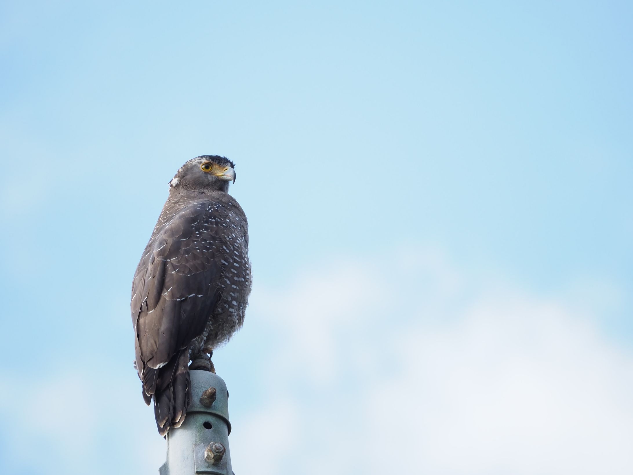 カンムリワシ-1