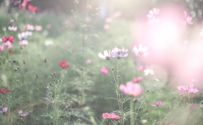2019 秋桜