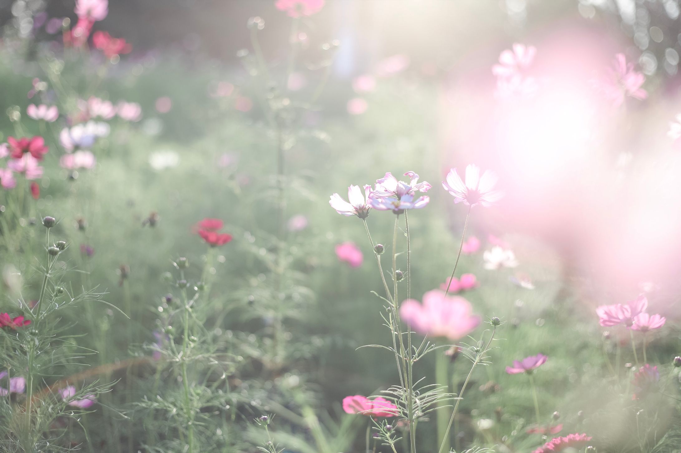 2019 秋桜-1