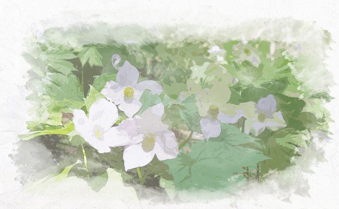 白根葵　shiraneaoi
Edited with photoshop 2023.