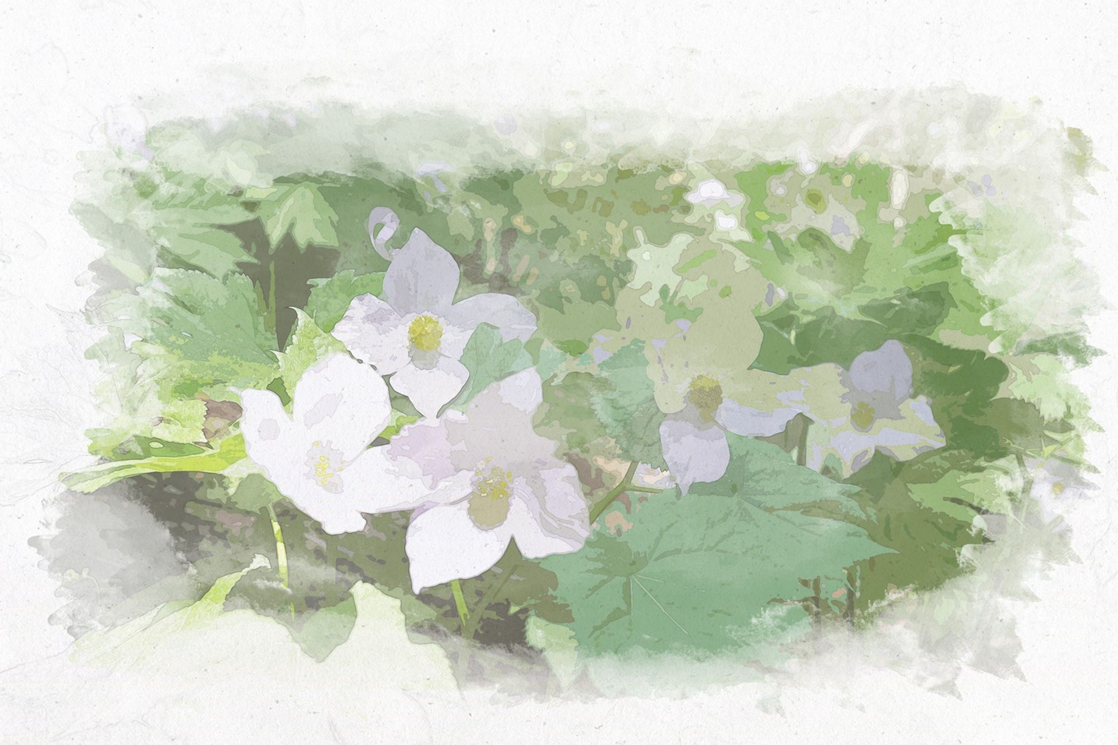 白根葵　shiraneaoi
Edited with photoshop 2023.-1