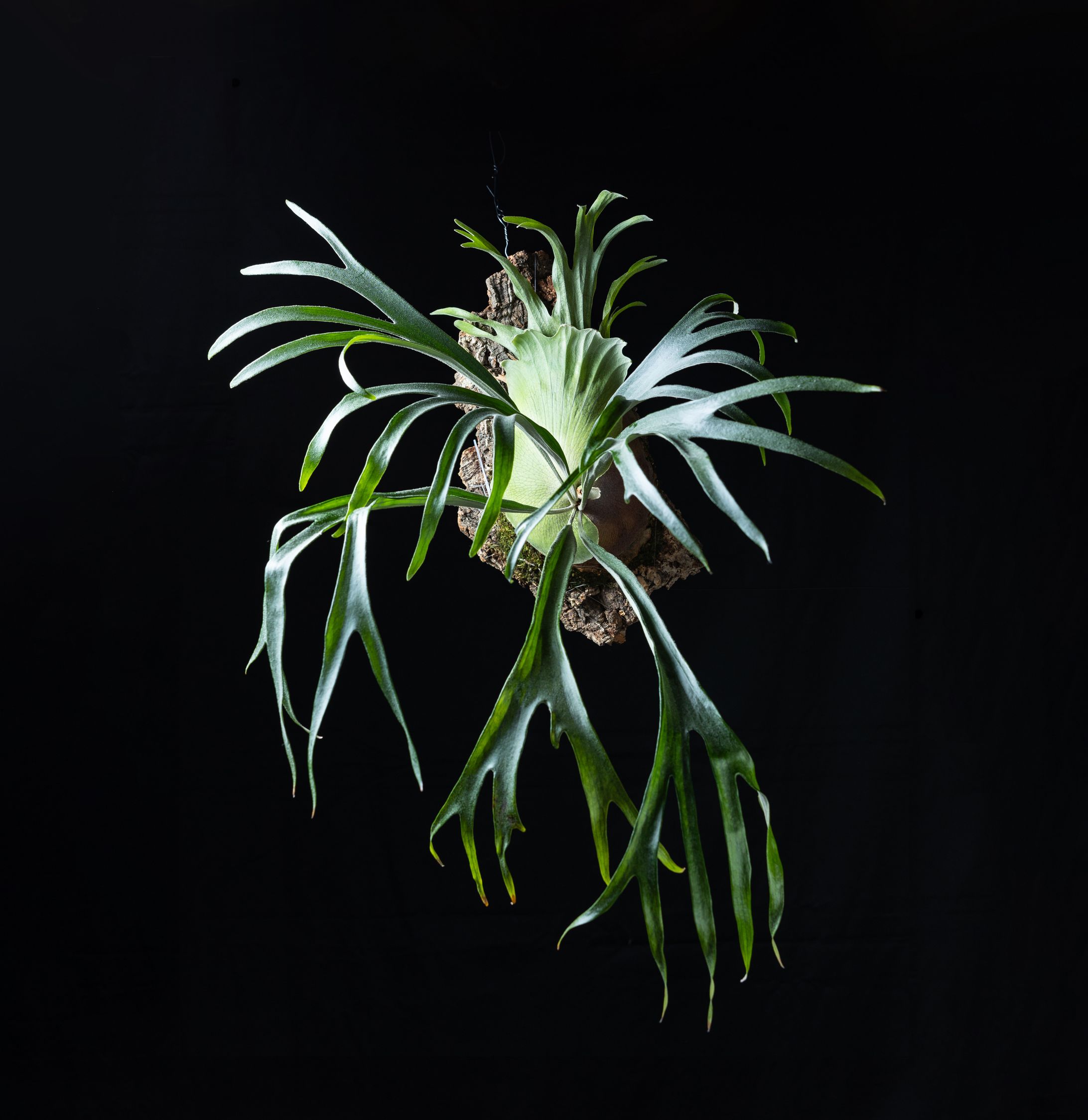 大八様　商品撮影-1