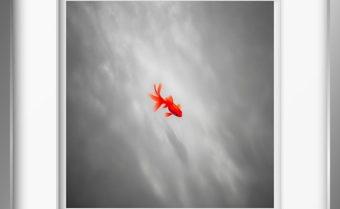 金魚