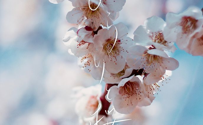 ひらりと桜