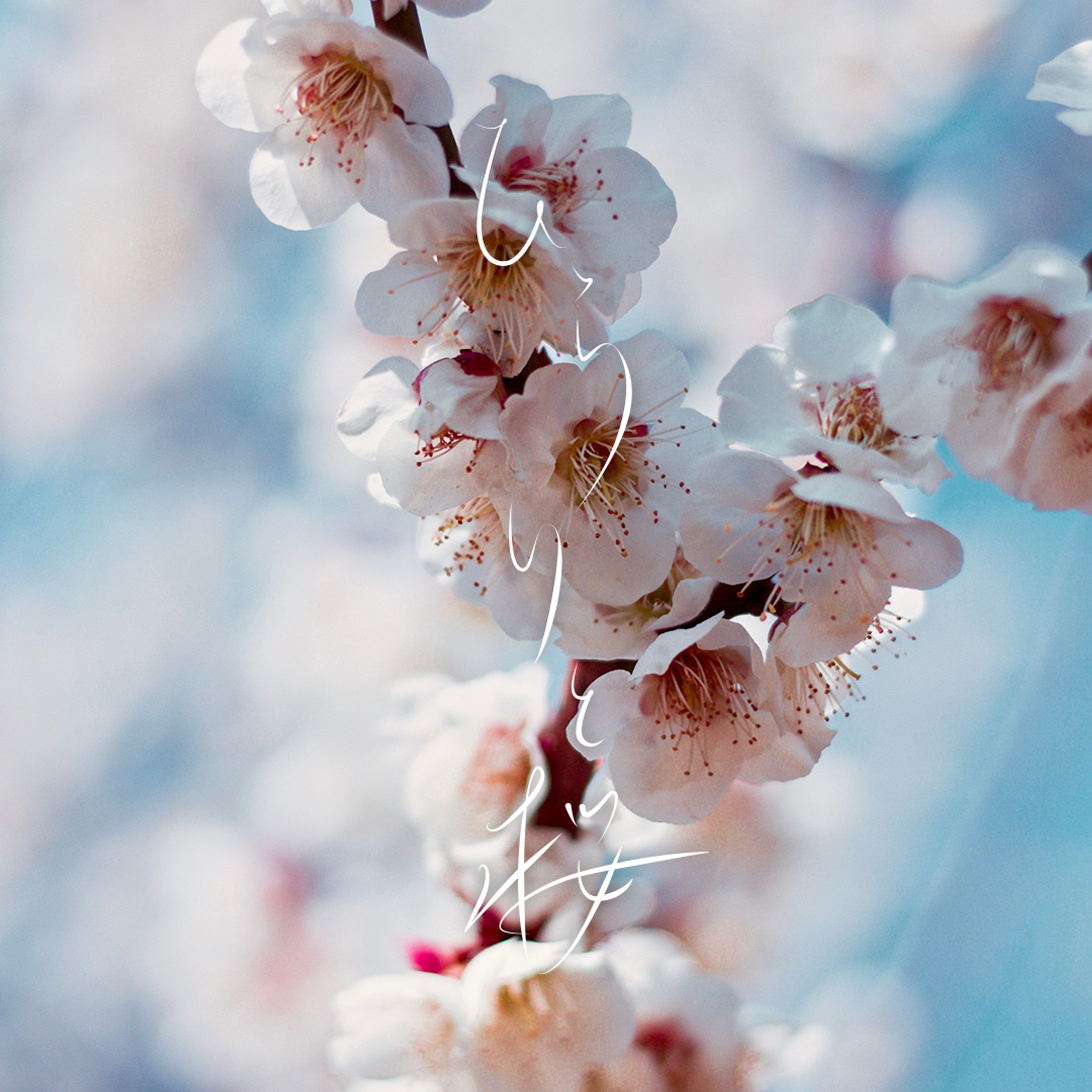 ひらりと桜-1